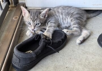 Mixed Bengal Kittens