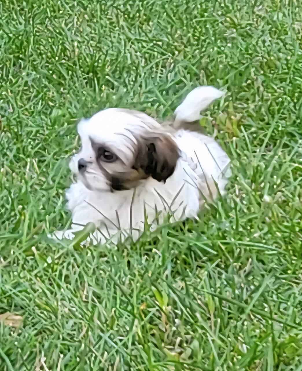 Shi Poo Bichon Puppies image 19