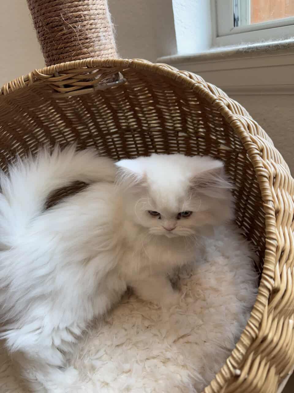 Persian Dollface image 8