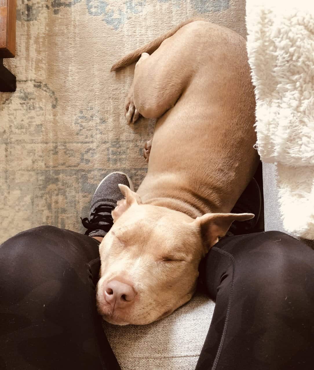 Great dog to an even better home image 2