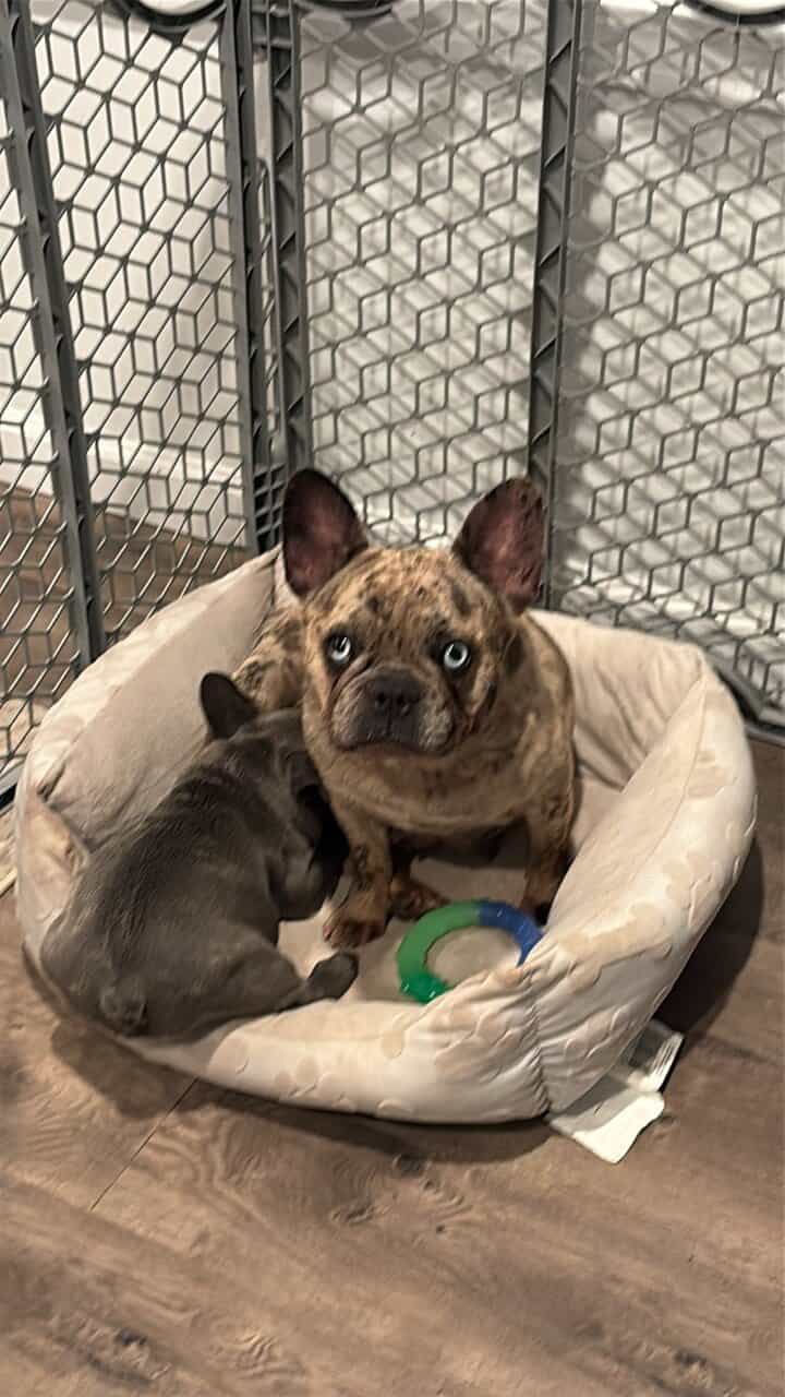 Frenchie for sale image 6