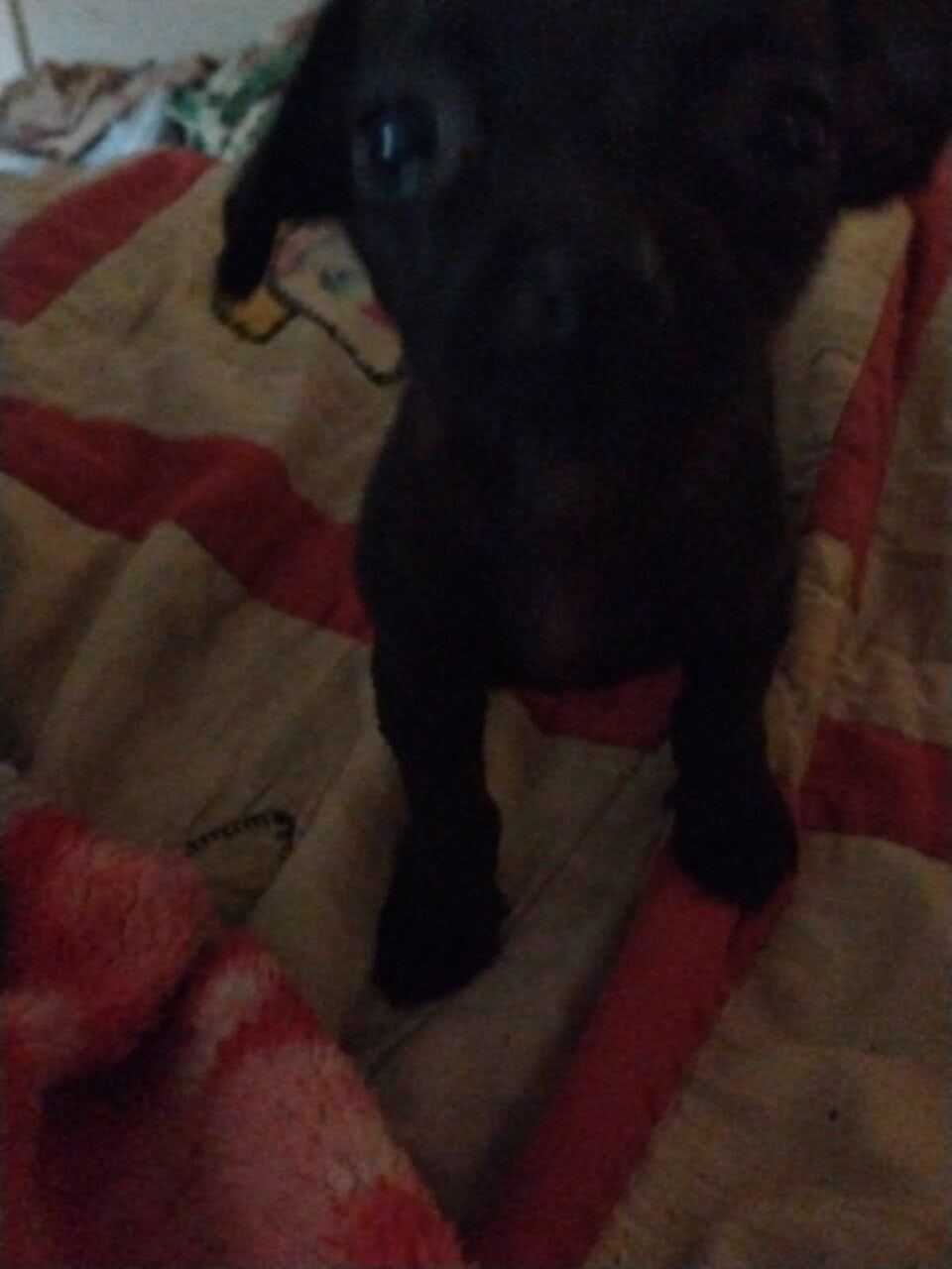 Pug/Chiweenie image 5