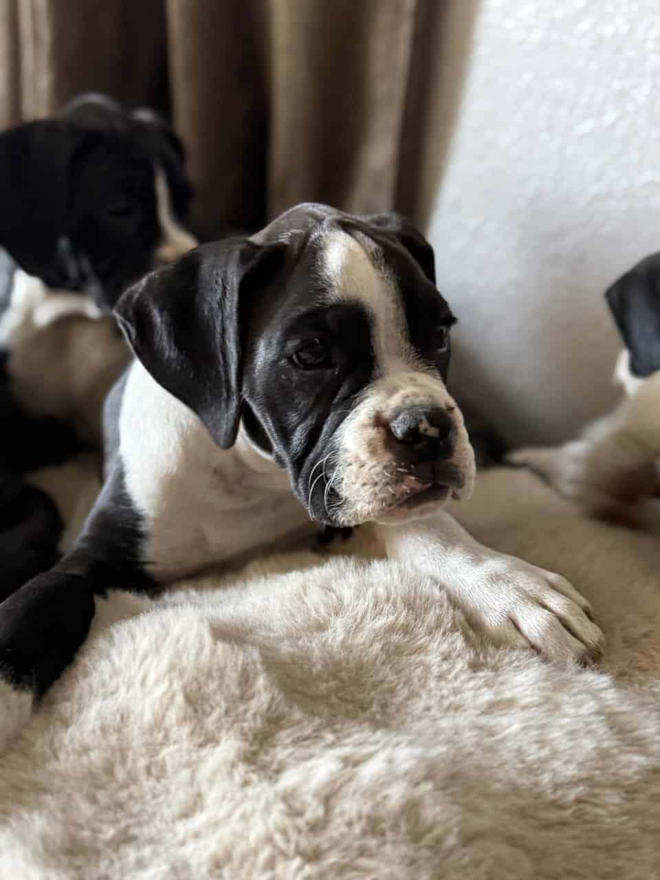 Boxer Puppies image 7