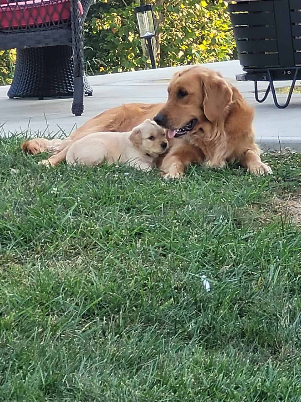 Golden Retriever puppies image 5