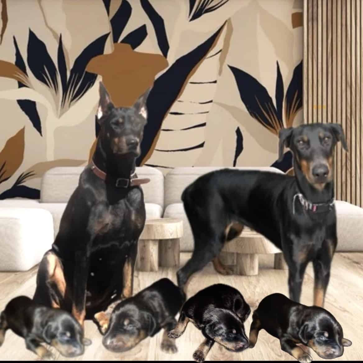 Doberman Pups image 7
