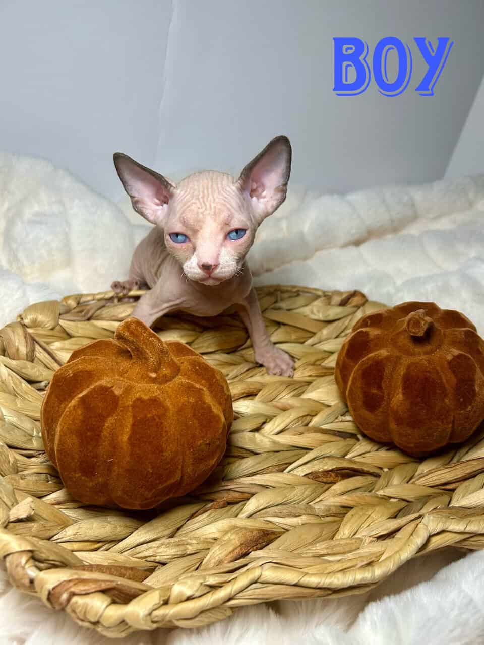 Sphynx Kittens image 2