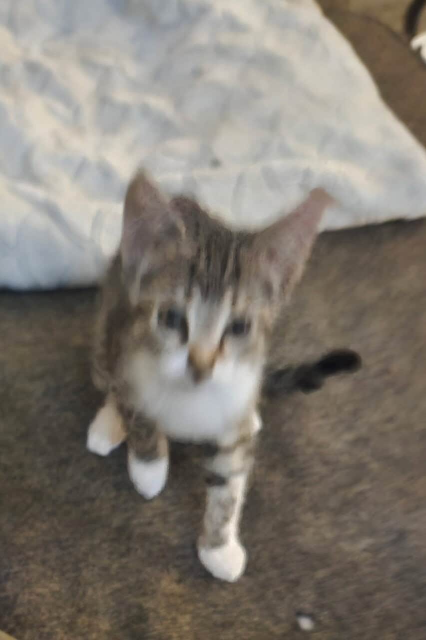 4 twelve week old kittens ready for rehoming image 6