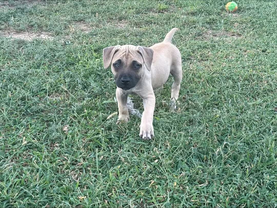 Beautiful pitbull puppies image 2
