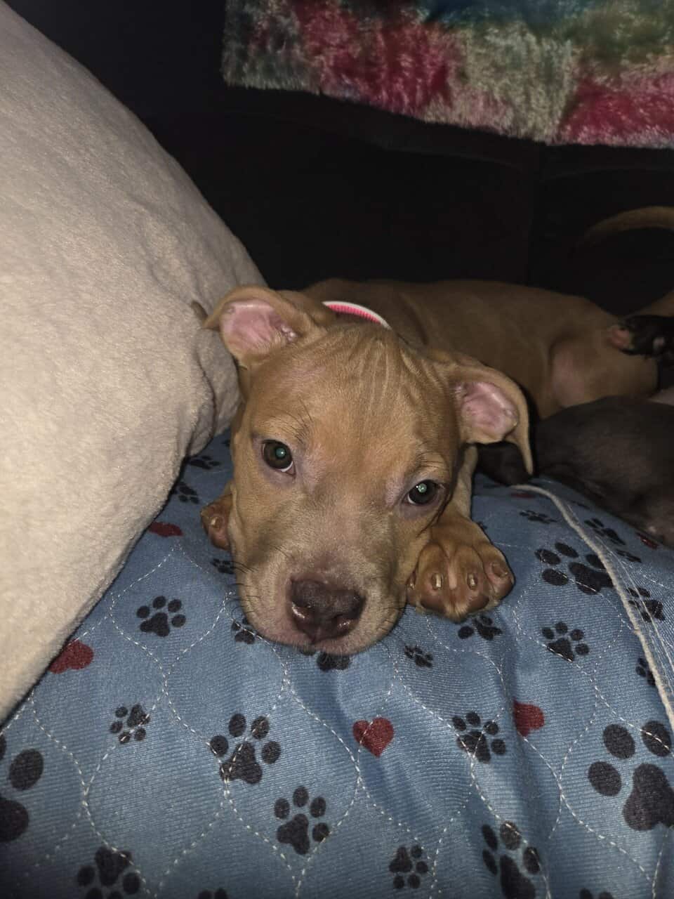 American Bully puppy image 1