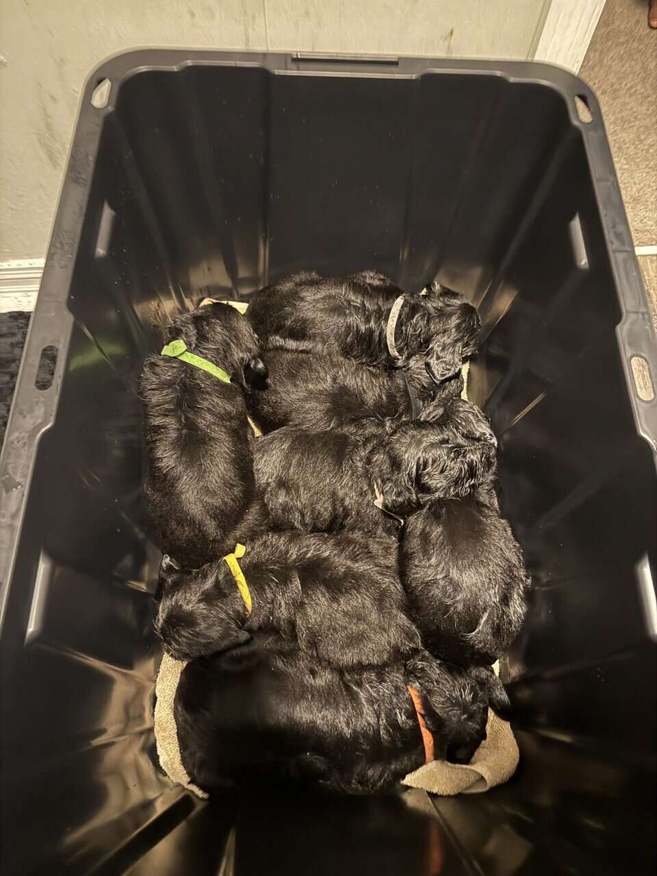 Giant Schnauzer/Great Dane mix Puppies image 3