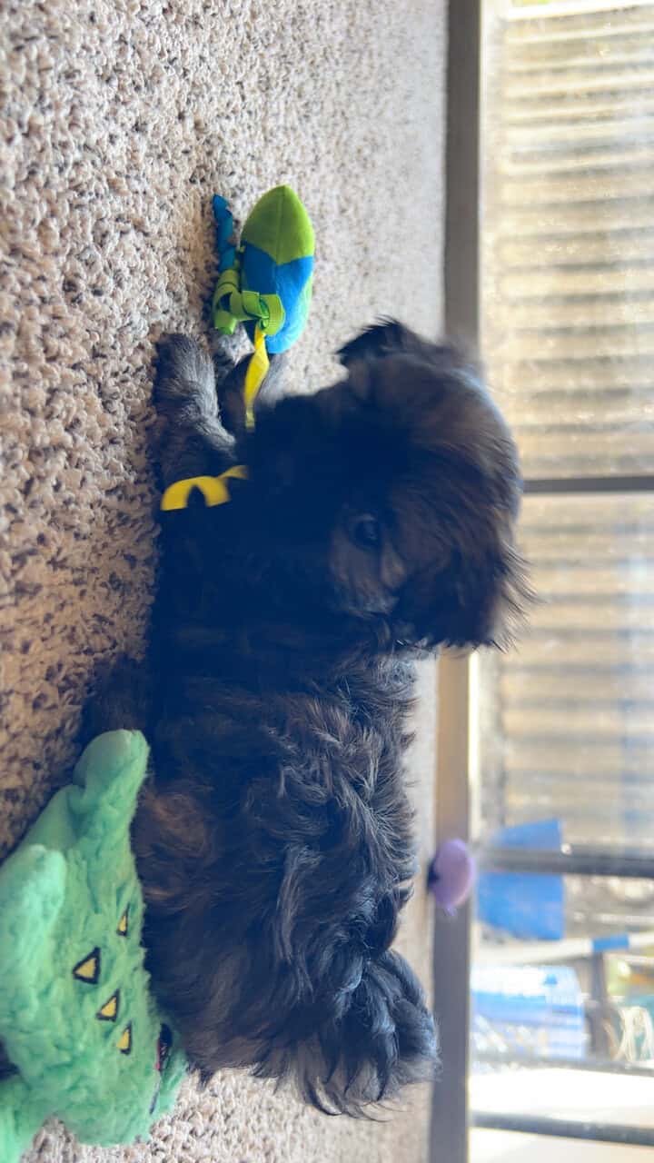 Shih tzu/yorkie male image 5