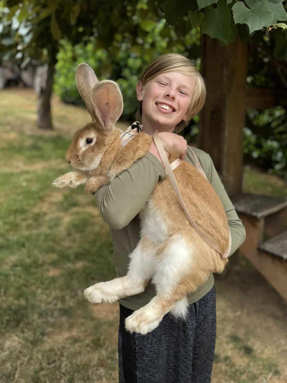Flemish Giant Rabbits | PetClassifieds.com