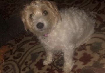 Free to a loving home