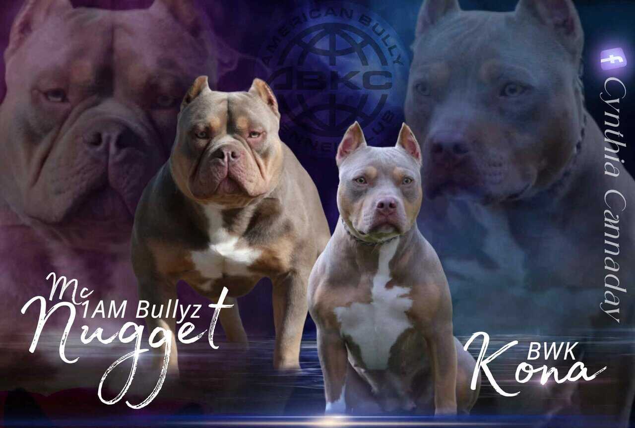 Pocket America bully puppy image 9