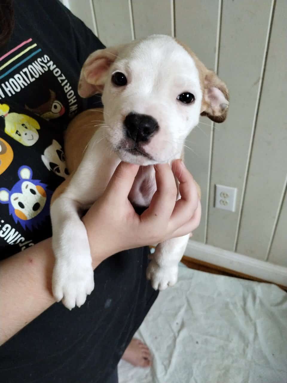 Boerboel/Presa Canario Mix puppies image 3