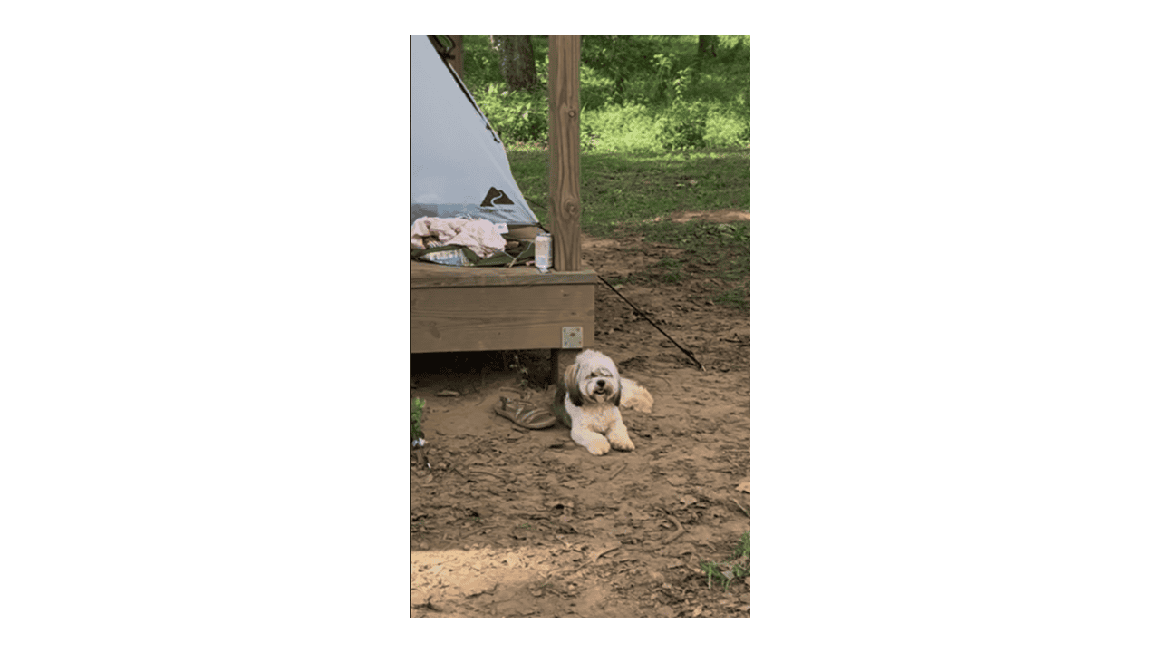 🐾 Meet Panda & Snow 🐾 image 2