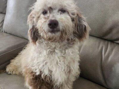 7 F1bb Cavapoo puppies