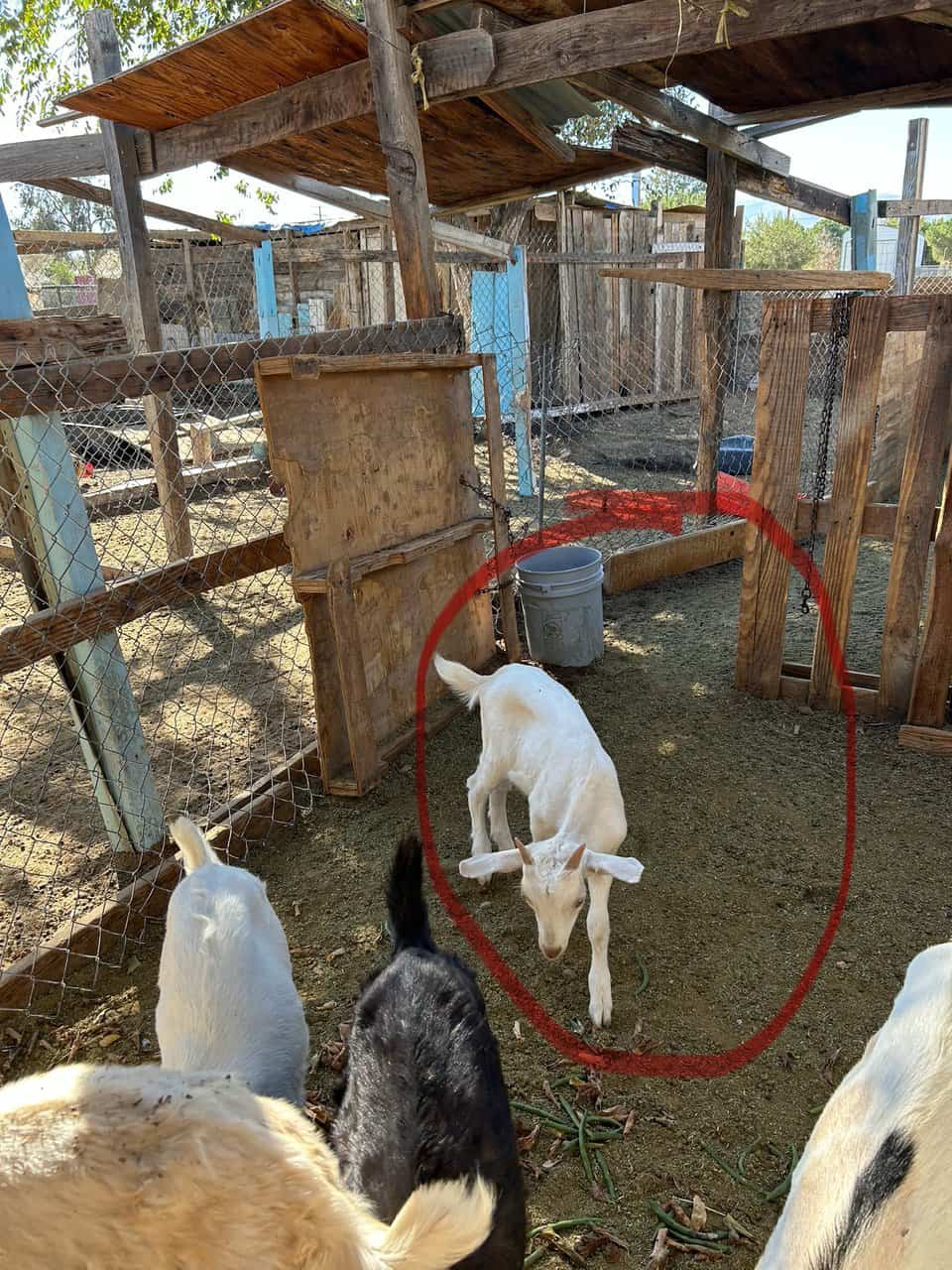 Male goats for sale 350 each image 3