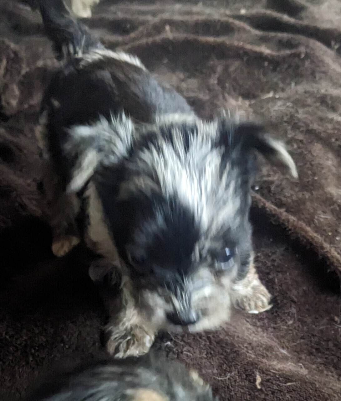 Tiny Teacup Yorkie Puppies image 1