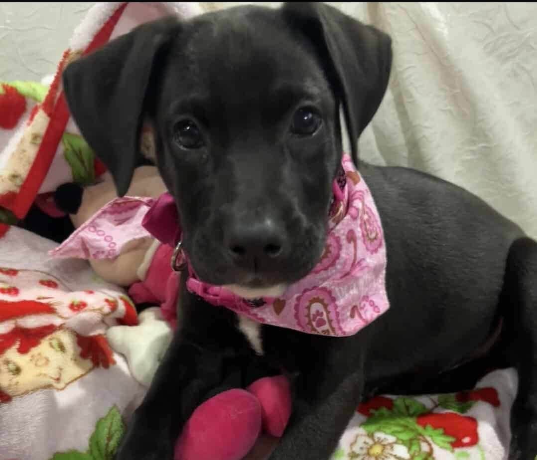 Female puppy image 1