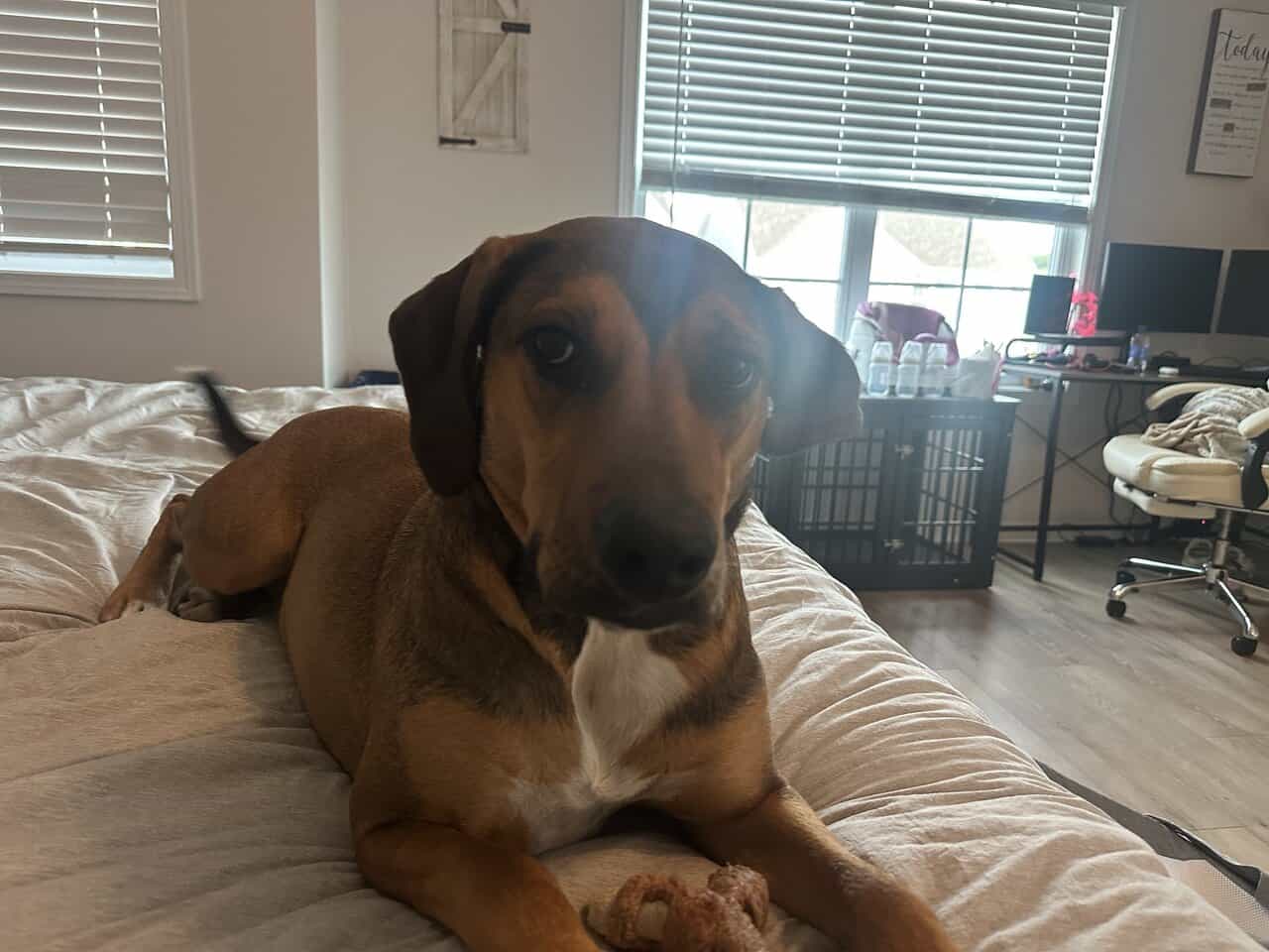 Looking for a good home for 1 year old dog image 1