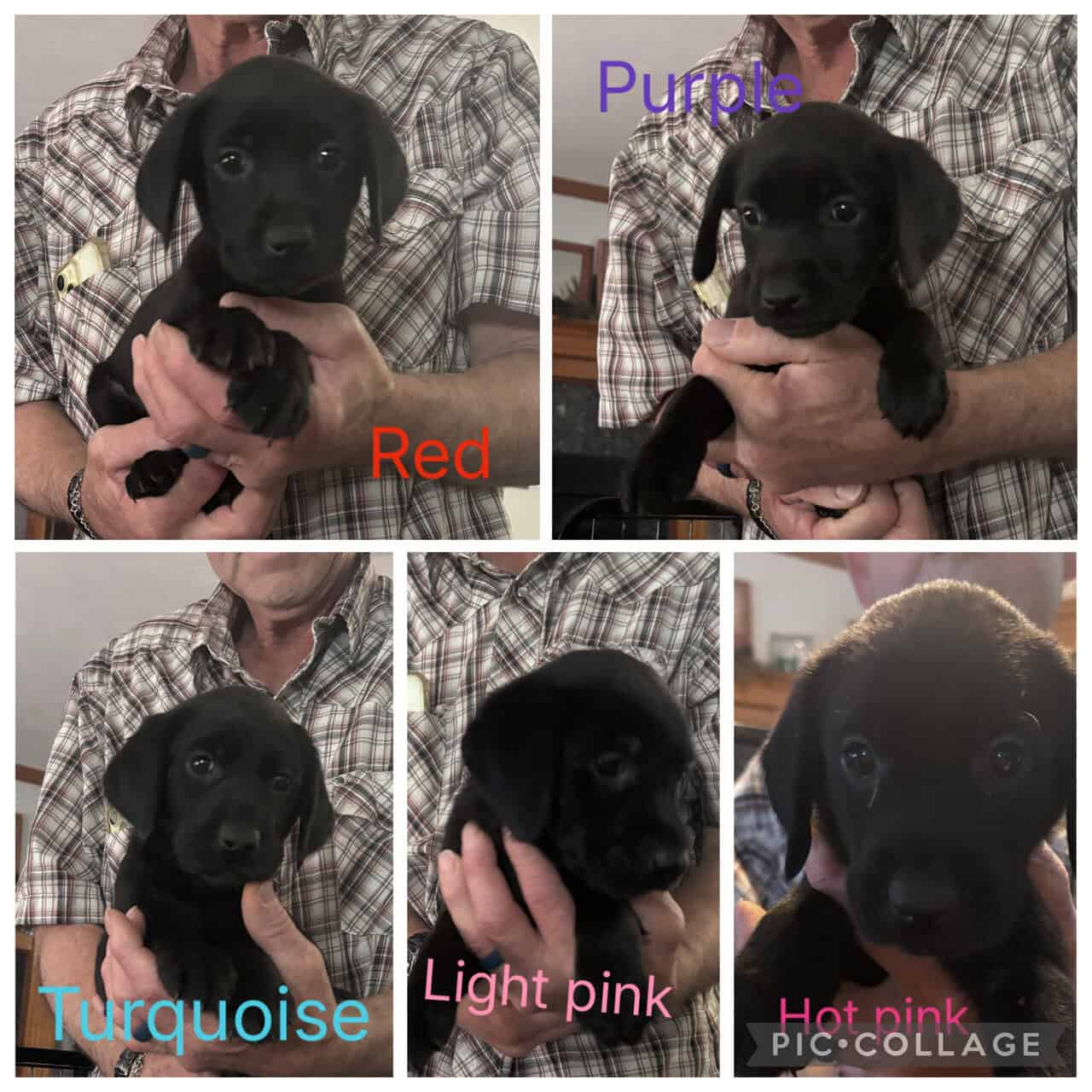 American Black Labrador puppies image 2