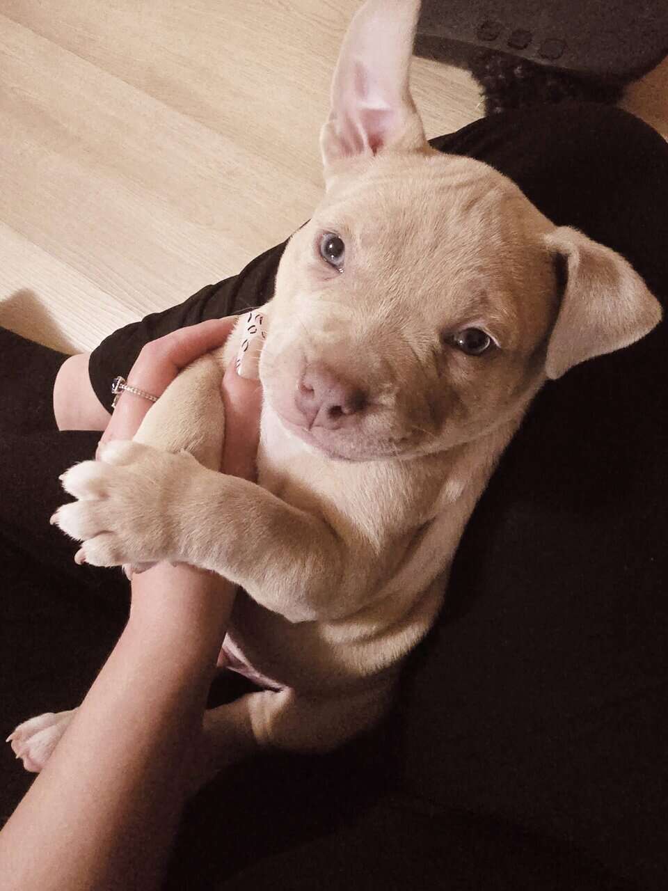 American bully image 3