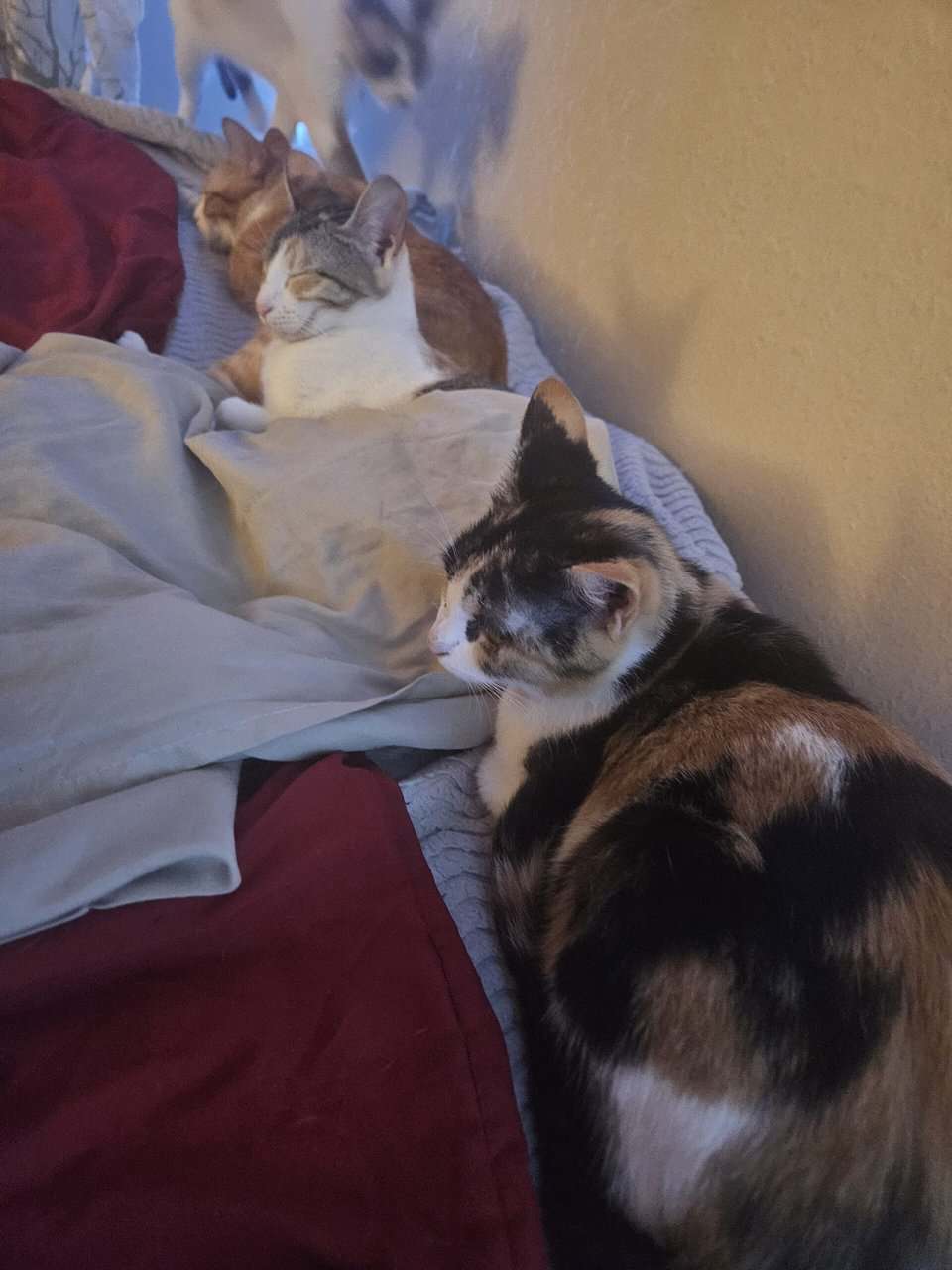 4 Female Cats, 1 yr, needing to be rehomed image 5