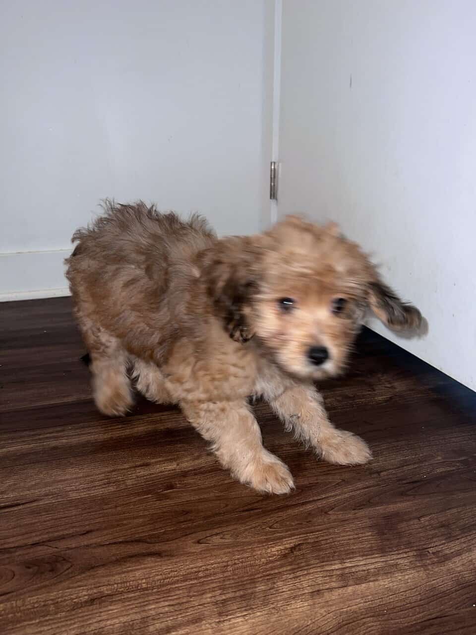 Say hi to BoBo image 8