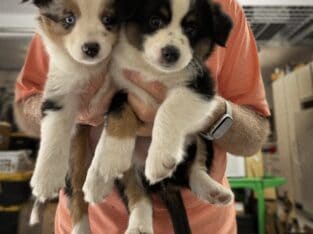 Mini Australian Shepherd Puppies – Only 3 Left!