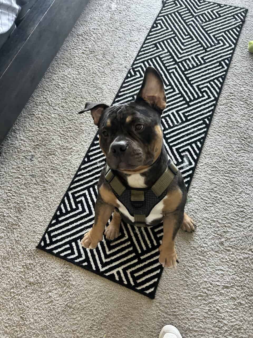 French Bulldog + Micro Pit Mix image 4