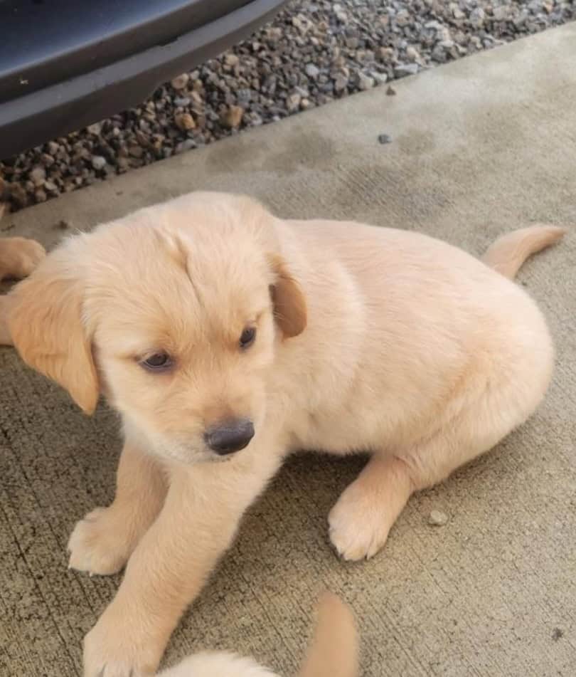 Golden Retriever puppies image 3