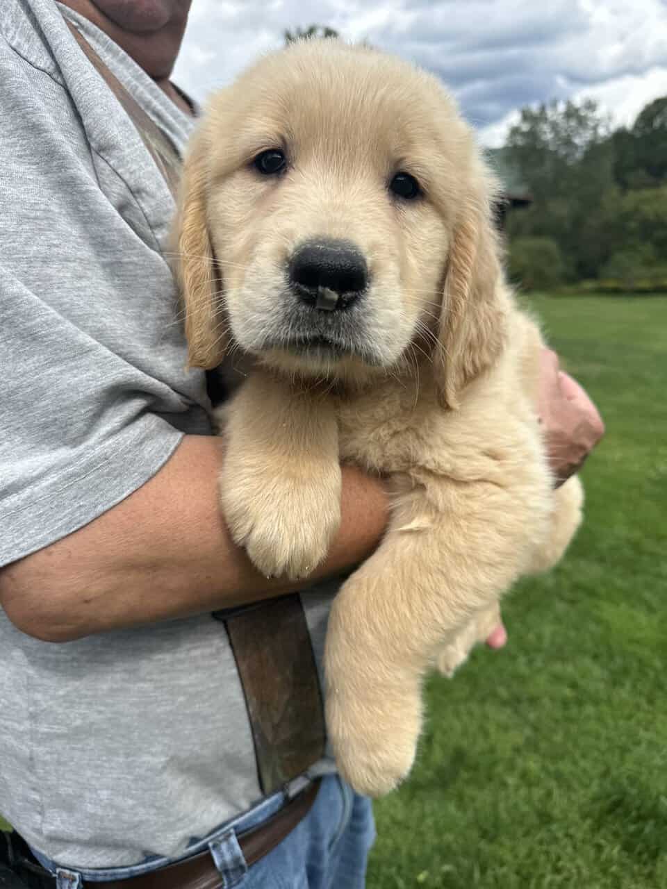 AKC Golden Retriever Puppies image 4