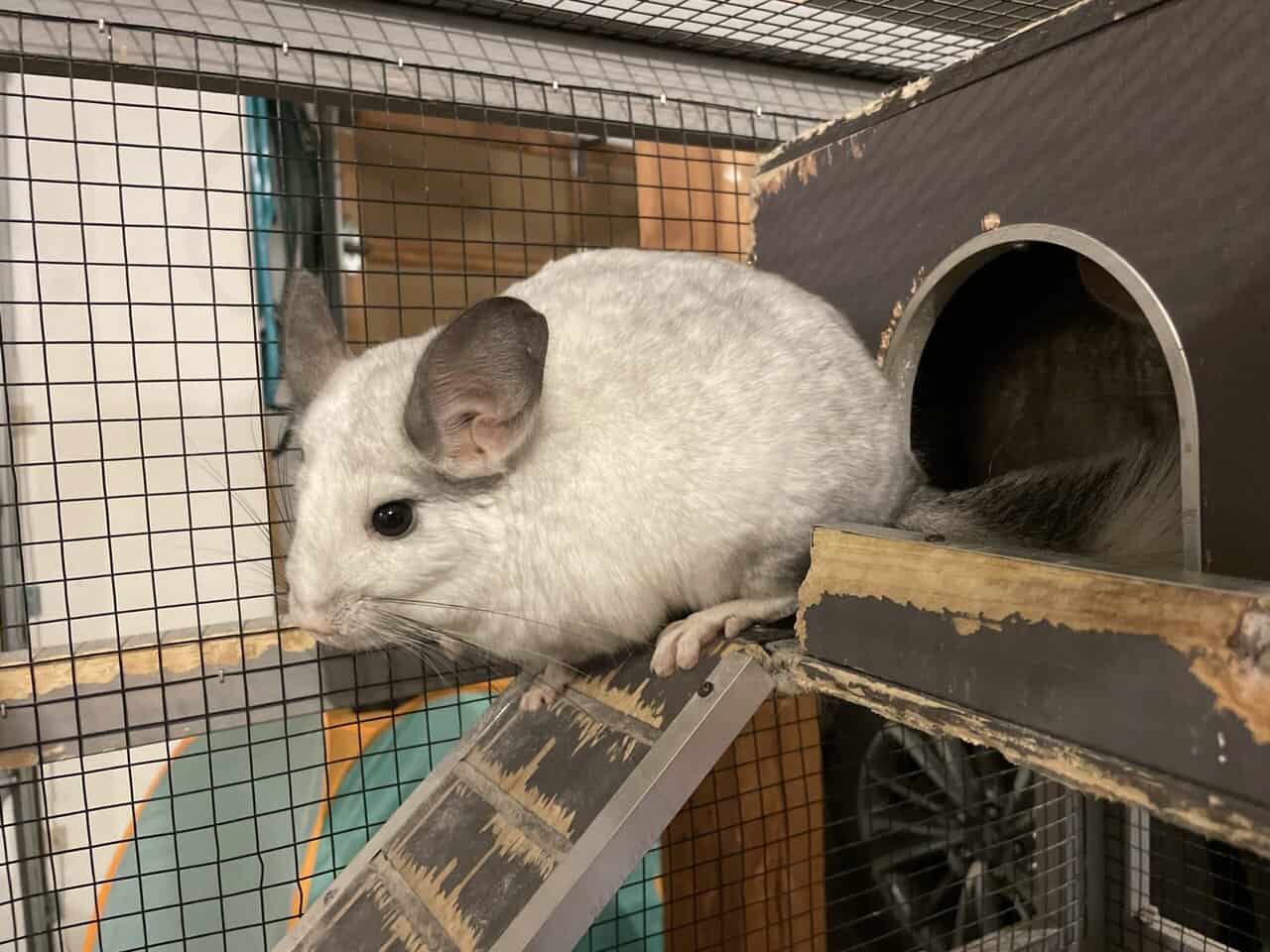2 male chinchillas, grey and white + cage image 1