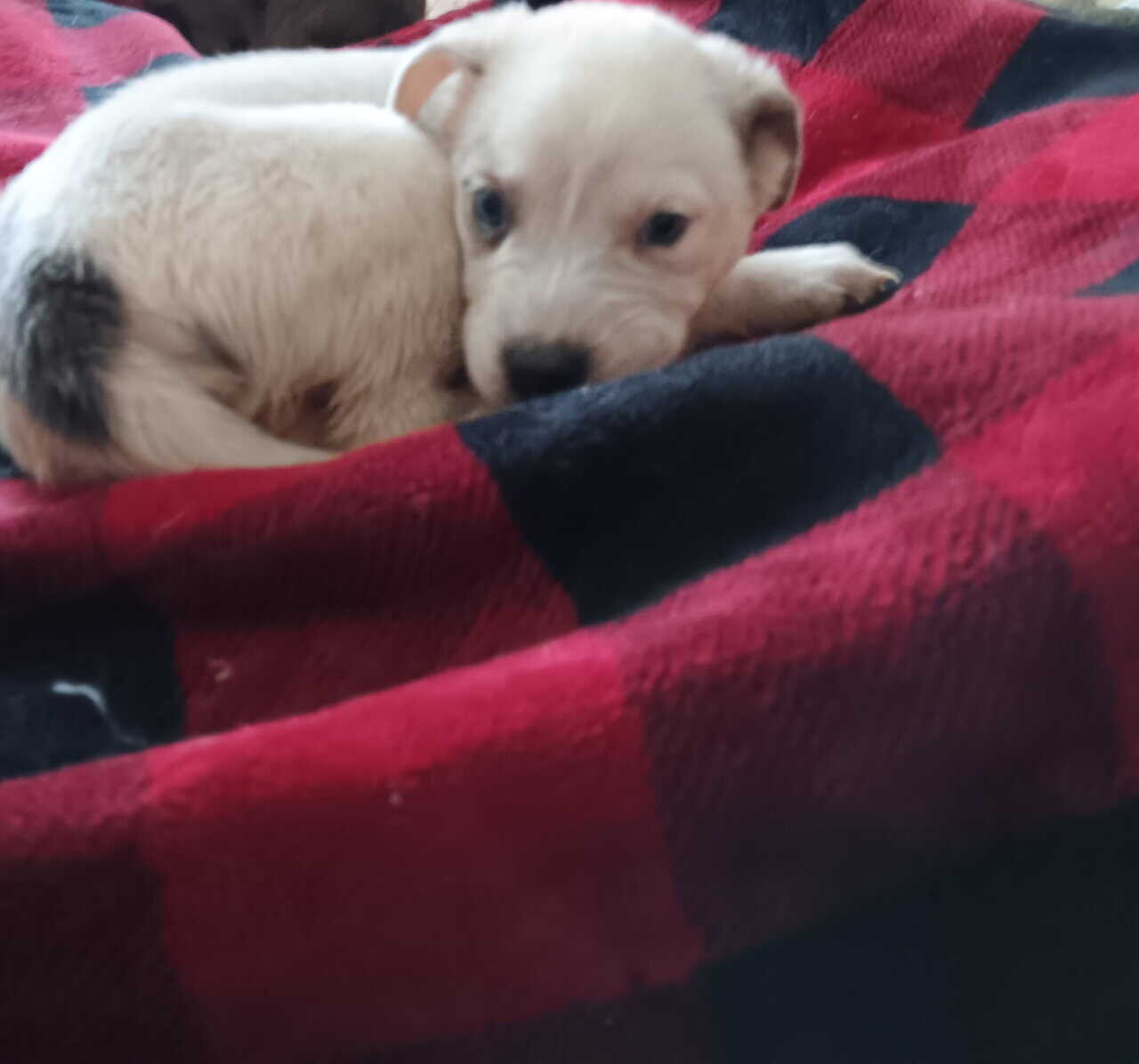 Mixed breed puppies image 3