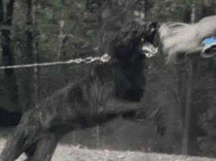 german shepherd/dutch shepherd puppies