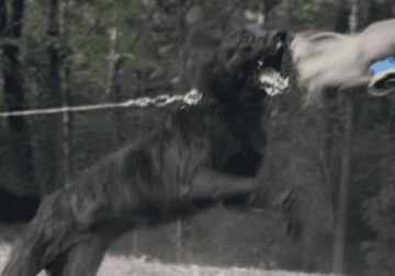 german shepherd/dutch shepherd puppies