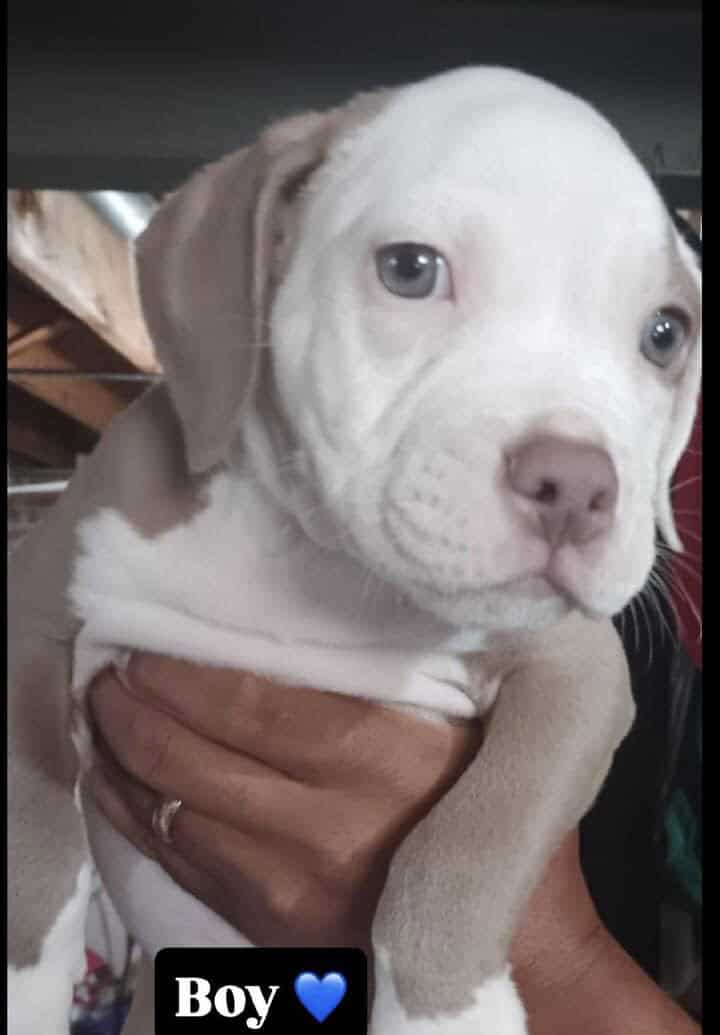 Pitbull puppies for sale image 1