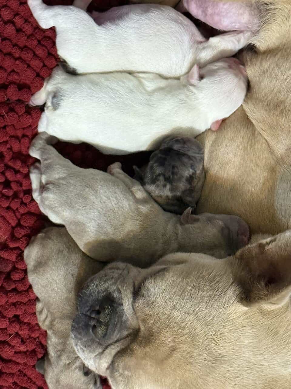 French bulldog babies image 24