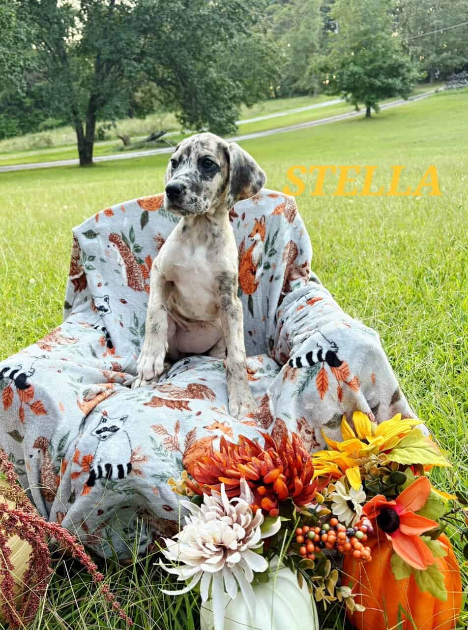 Akc Great danes image 5