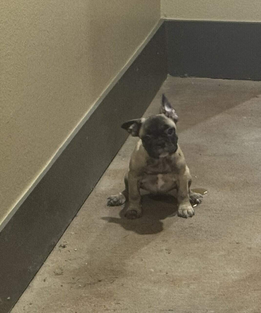FRENCH BULLDOG 2 image 1