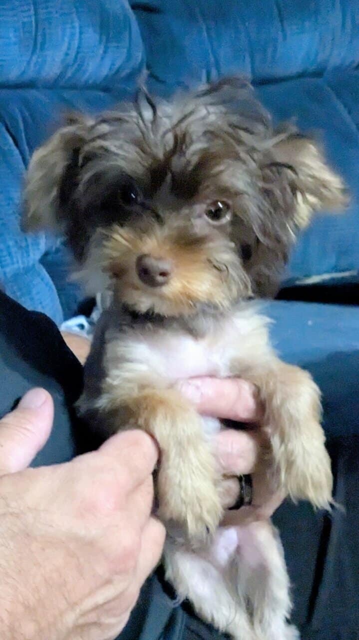 Toy yorkie - chocolate and tan image 1