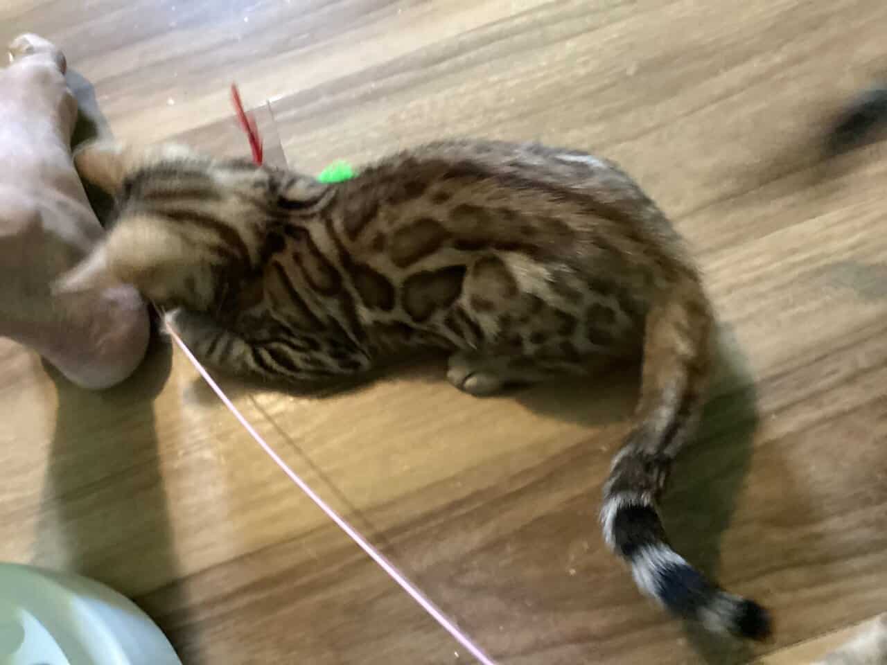 Purrr-n’s Wild Kingdom Exotic. YKittens image 8