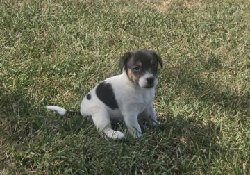 2 male Jack Russell Terrier Puppies