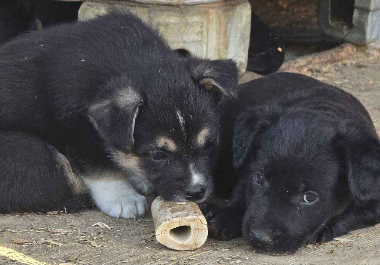 Corgi catahoula mix puppies image 4