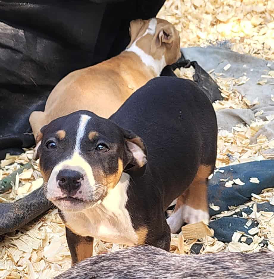 Bully/pit image 1