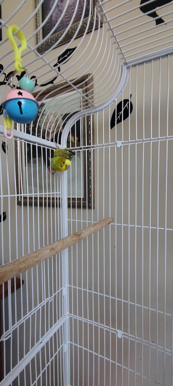 2 parakeet package image 1