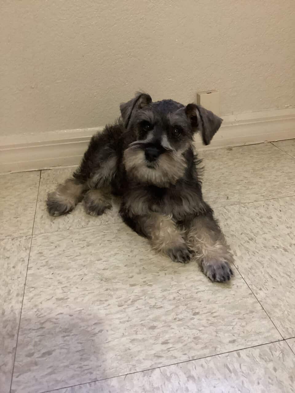 Schnauzer image 1