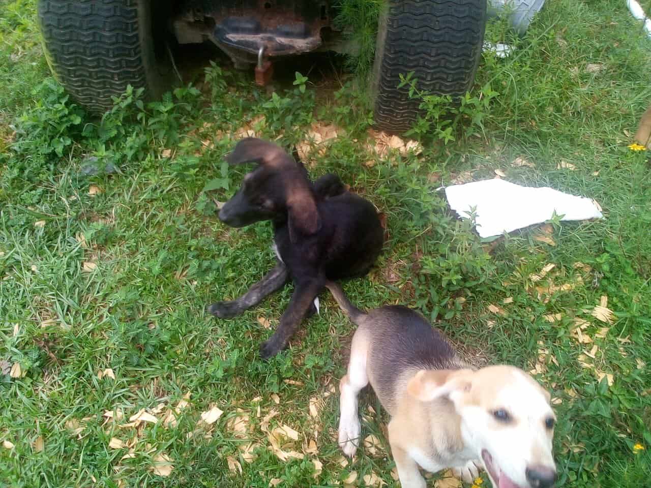 Hunting Pups image 1