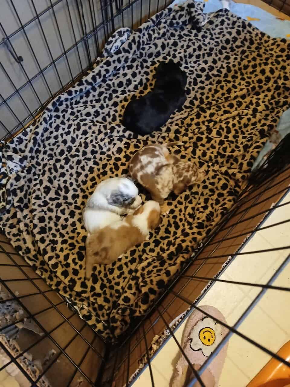 Dachshund puppies image 16